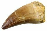 Fossil Mosasaur (Thalassotitan) Tooth - Morocco #341482-1